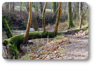reiteration arbres